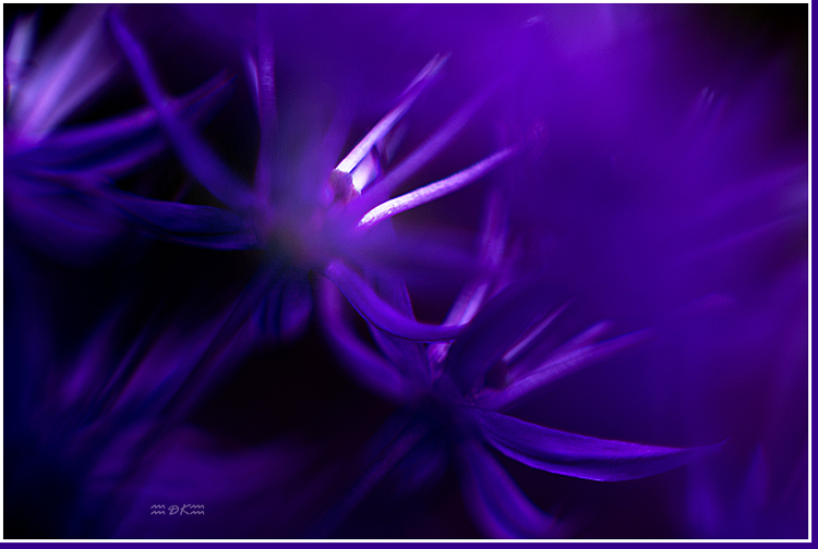 DSC_5737C.jpg