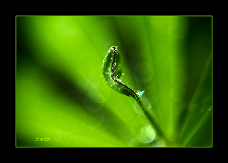 DSC_6039C.jpg