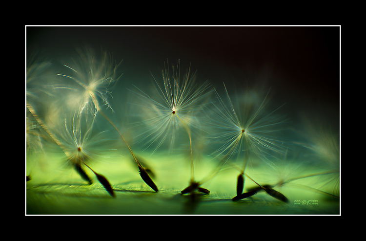 DSC_5804C.jpg