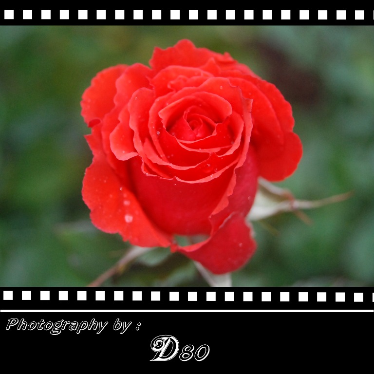 rose3.jpg