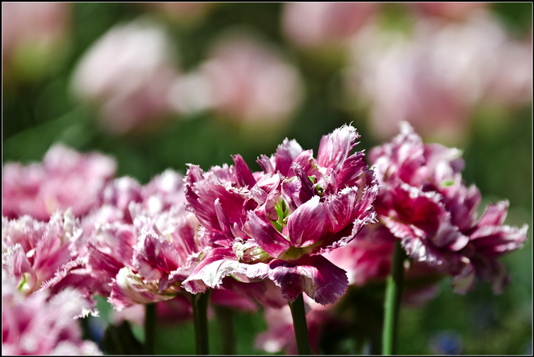 _DSC7372_����.jpg