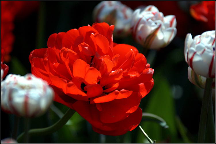 _DSC7322_����_����.jpg