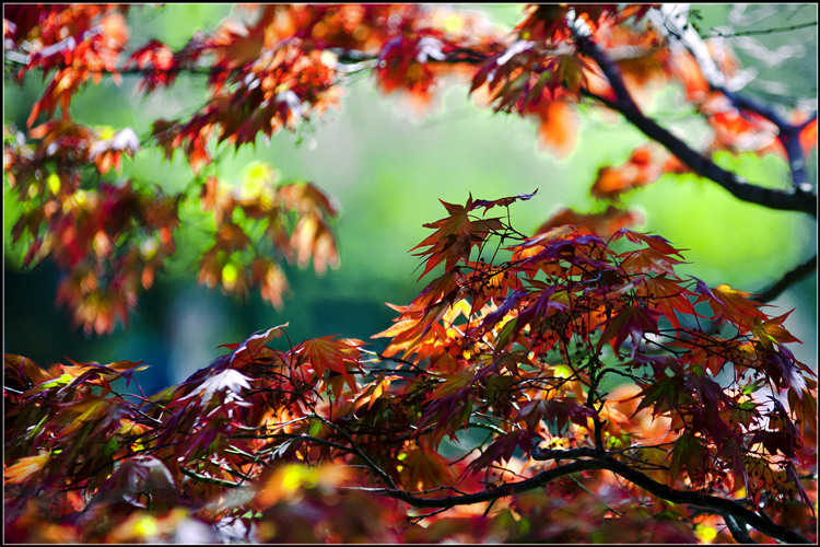 _DSC7267_����.jpg