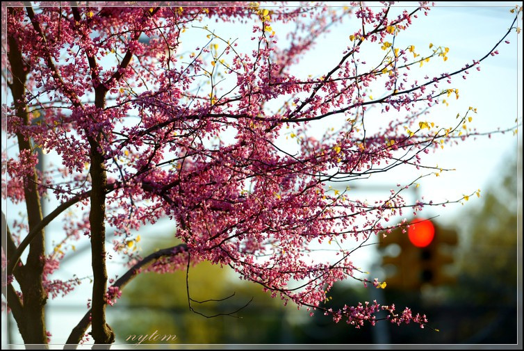 DSC_3622a.jpg