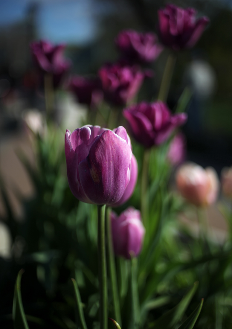 IMG_1291e.jpg
