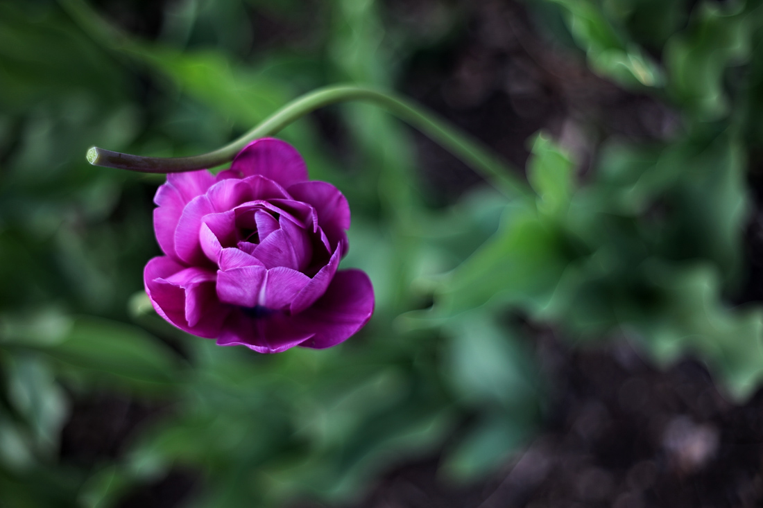 IMG_1249e.jpg