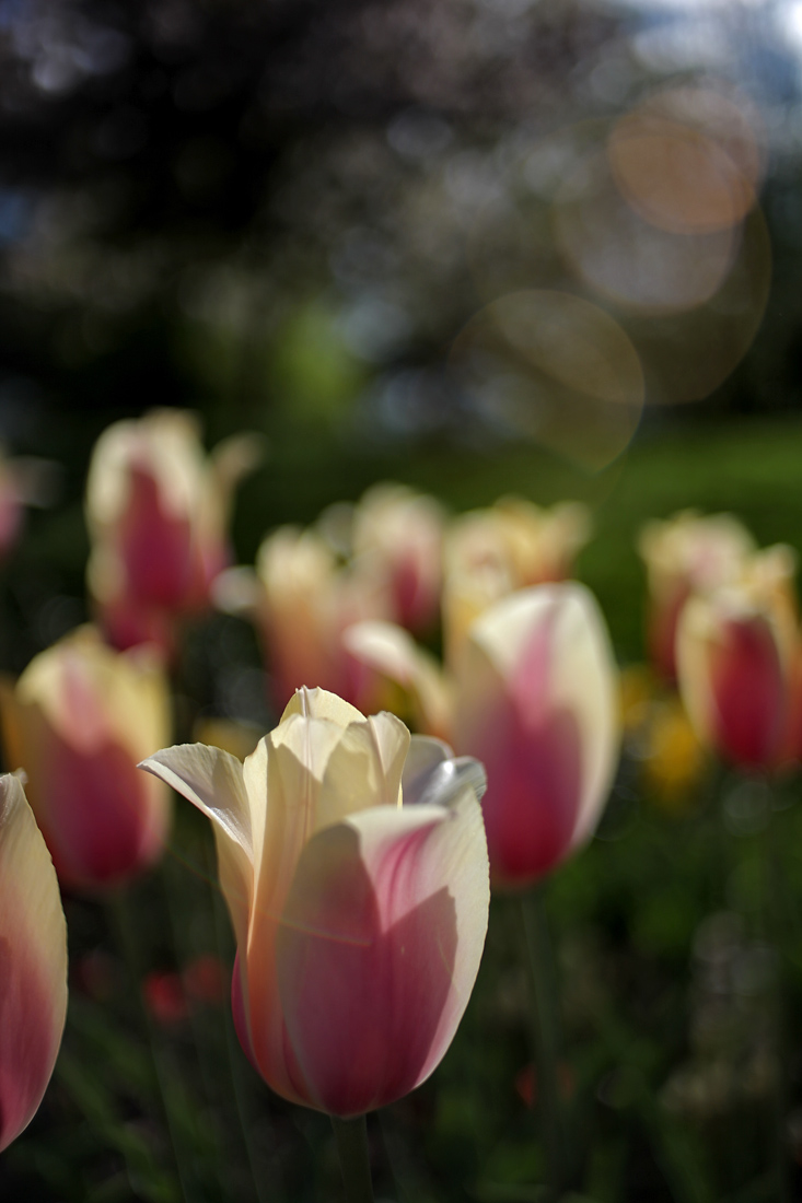 IMG_1270e.jpg