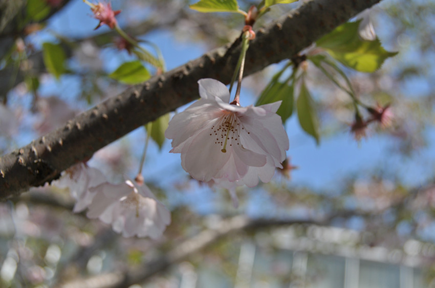 DSC_0824_����.jpg