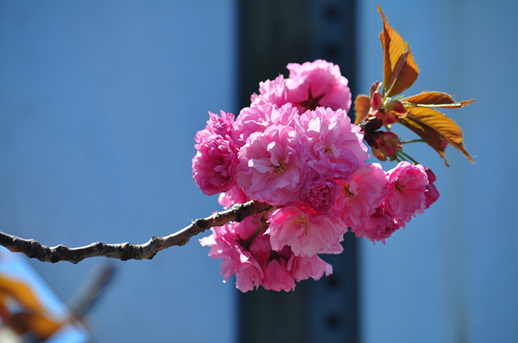 DSC_0994_����.jpg
