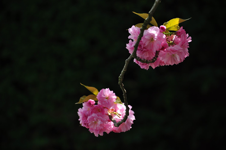 DSC_0968_����.jpg
