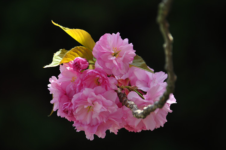 DSC_0925_����.jpg