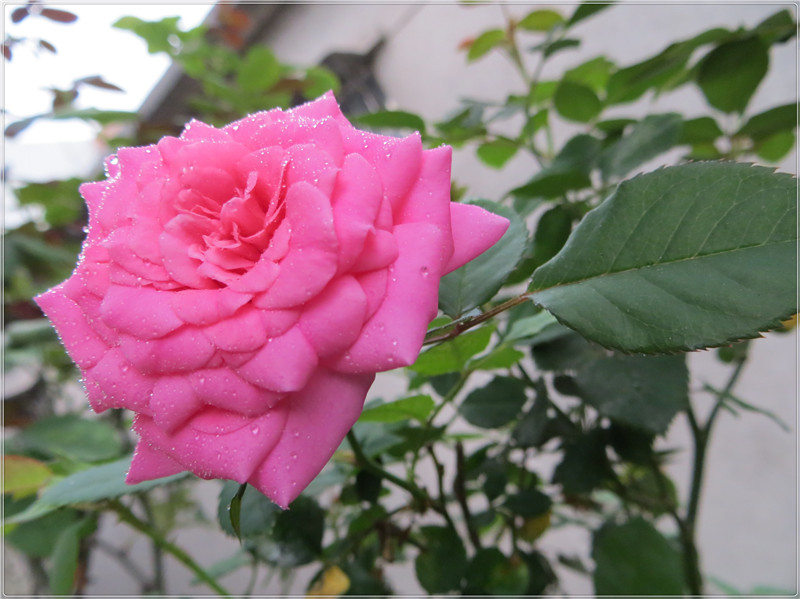 IMG_7580.jpg