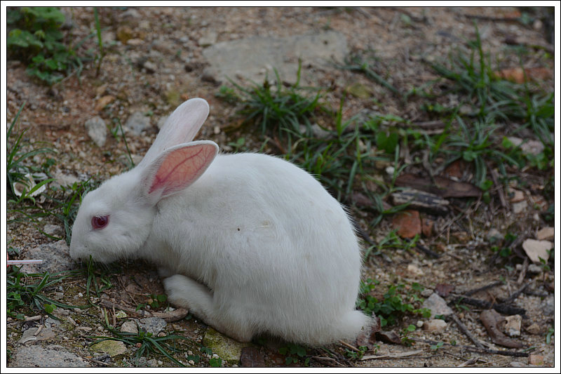 DSC_5938.JPG