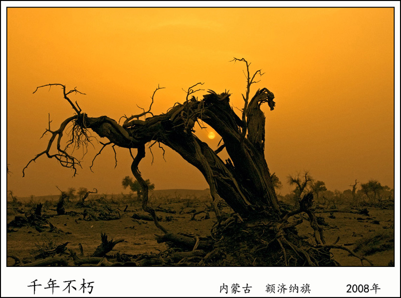 DSC_5705AA.jpg