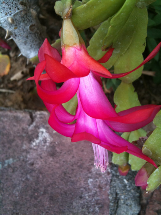 damin's iphone 3gs 314.JPG