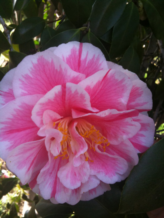 damin's iphone 3gs 336.JPG