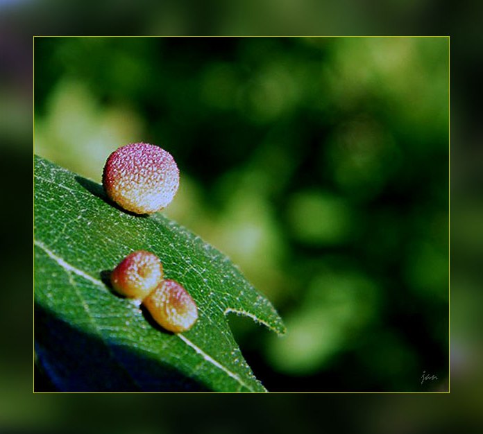 DSCF5335=0.jpg