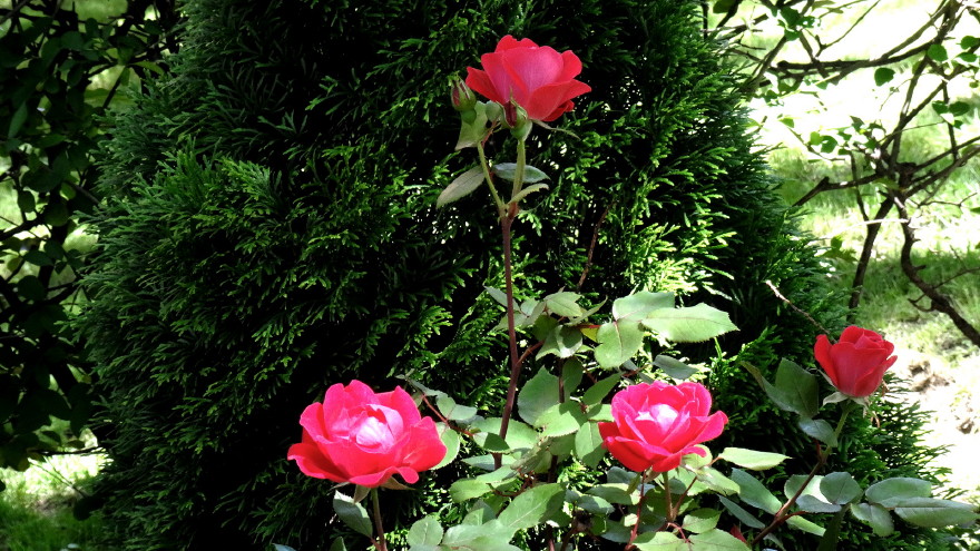 DSC01736m.jpg