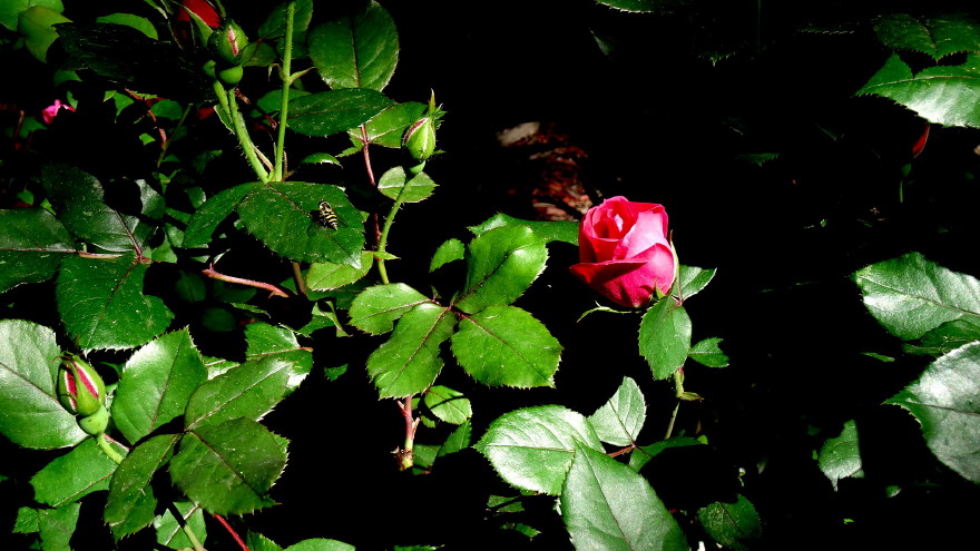 DSC01730m.jpg