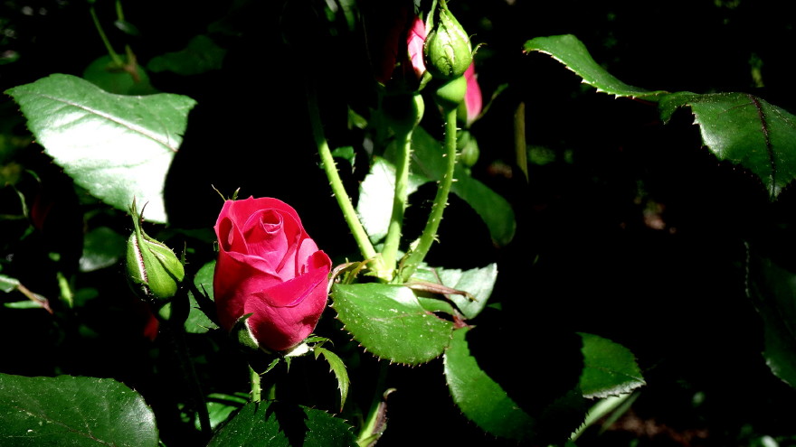 DSC01731m.jpg