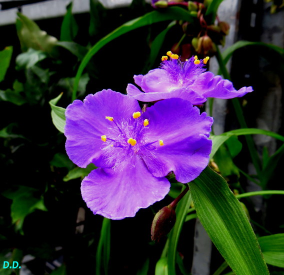 IMG_0385m.jpg