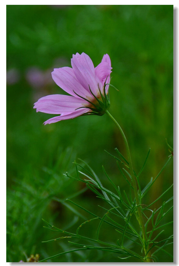 DSC_7057.jpg