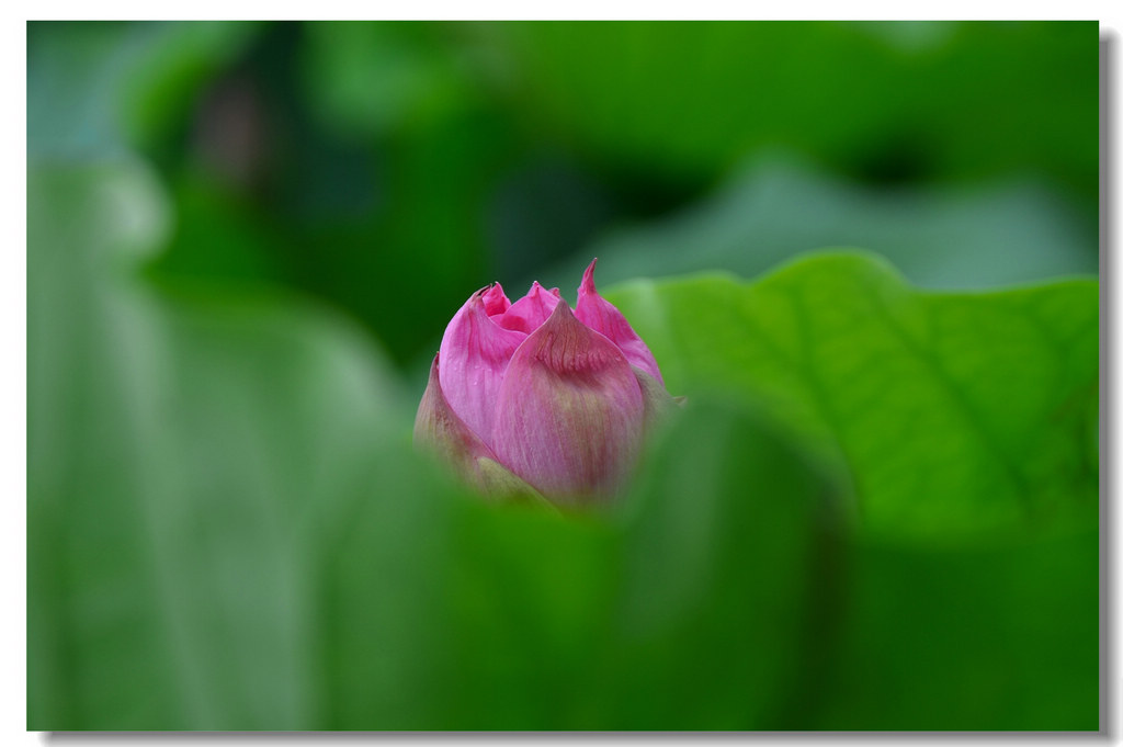 DSC_7436.jpg