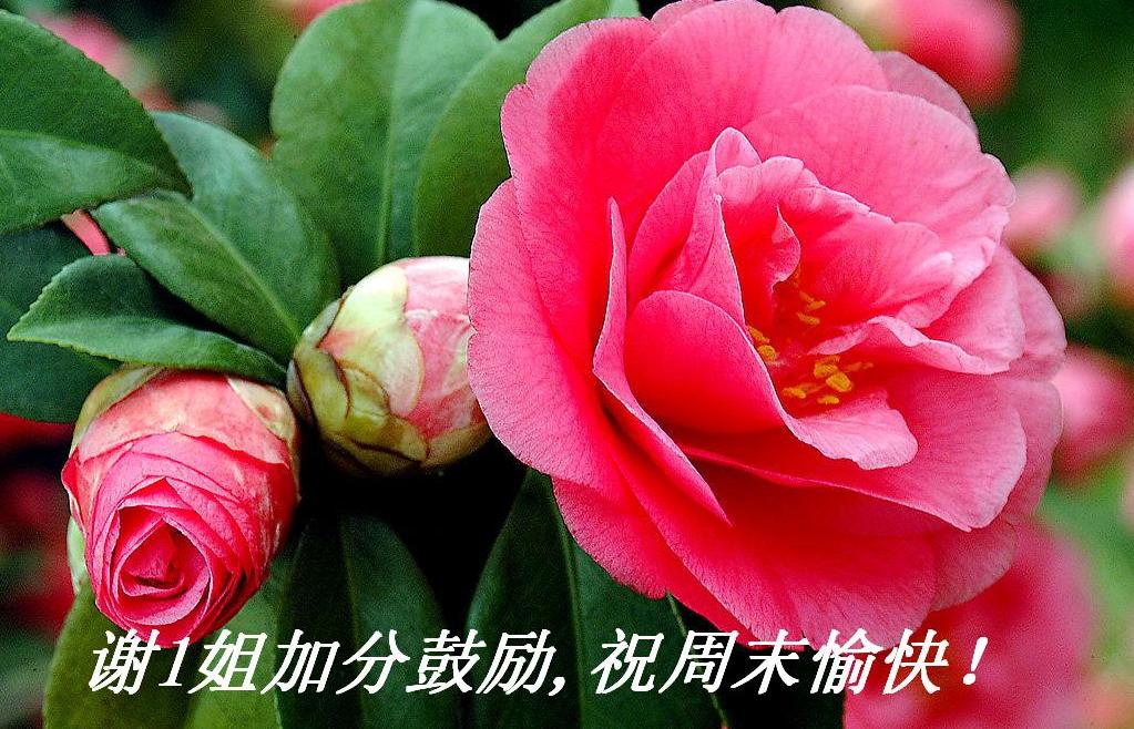 л1ӷֹллףĩ죡.JPG