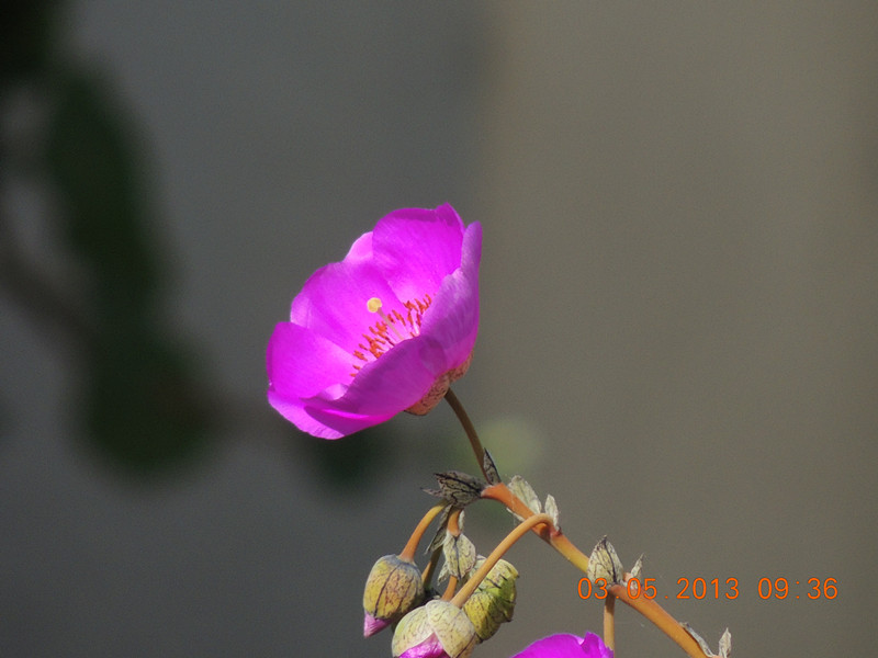 flower 061_.jpg