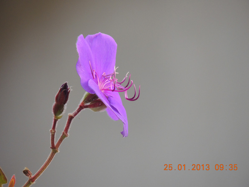 flower 098_.jpg