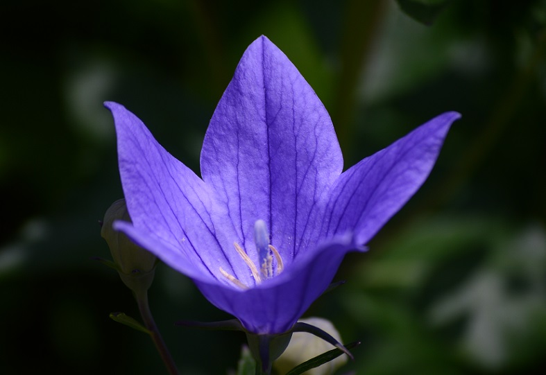DSC_1684.JPG