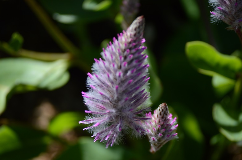DSC_1472.JPG