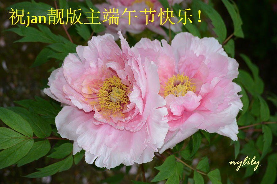 DSC_0065 - Copy.jpg