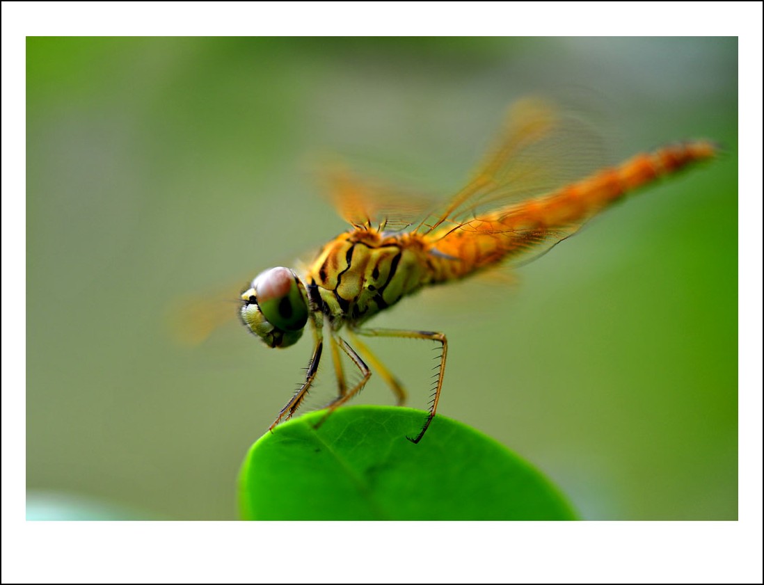 DSC_5581_conew1.jpg
