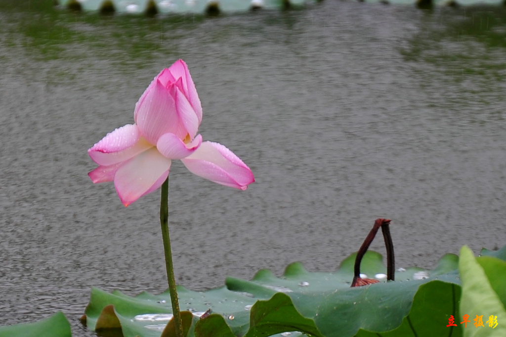 DSC_4900.JPG