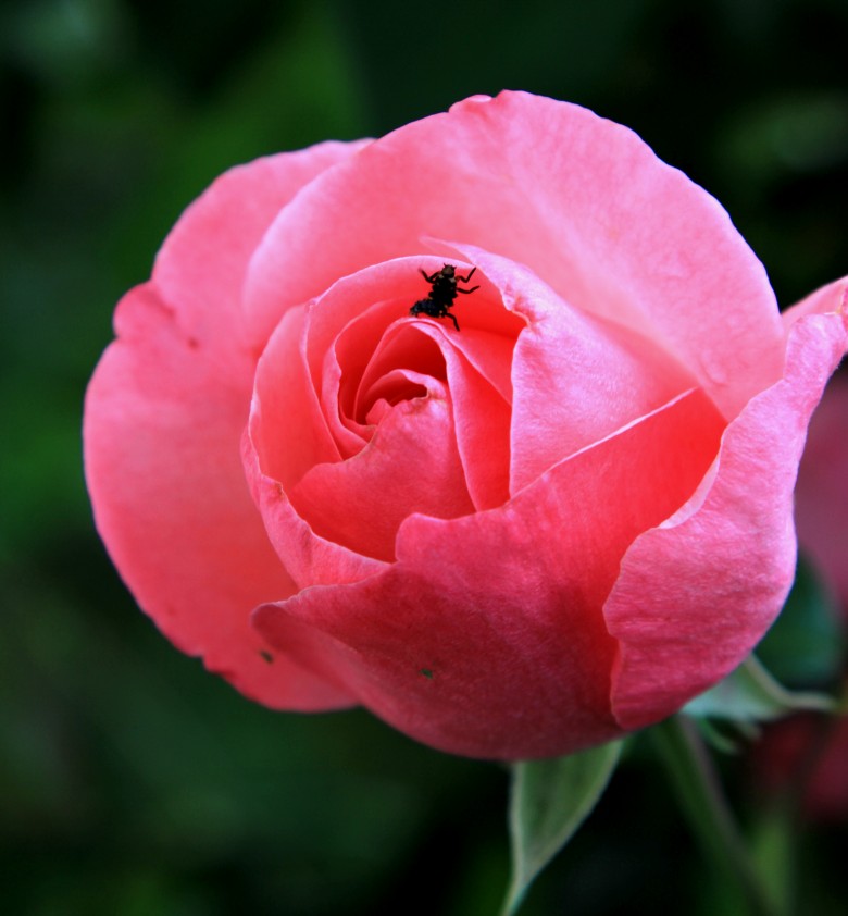 IMG_3305_conew1.JPG