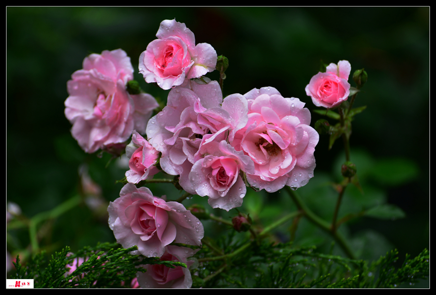 DSC_3421_����.jpg