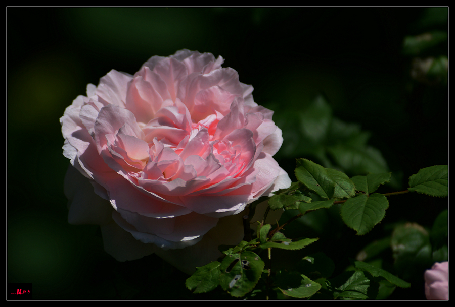 DSC_2359_����.jpg