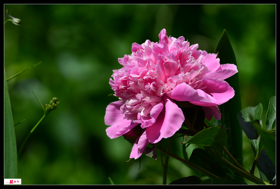 DSC_1416_����.jpg