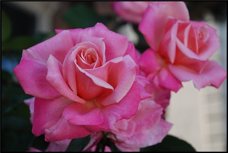 DSC_0009.jpg