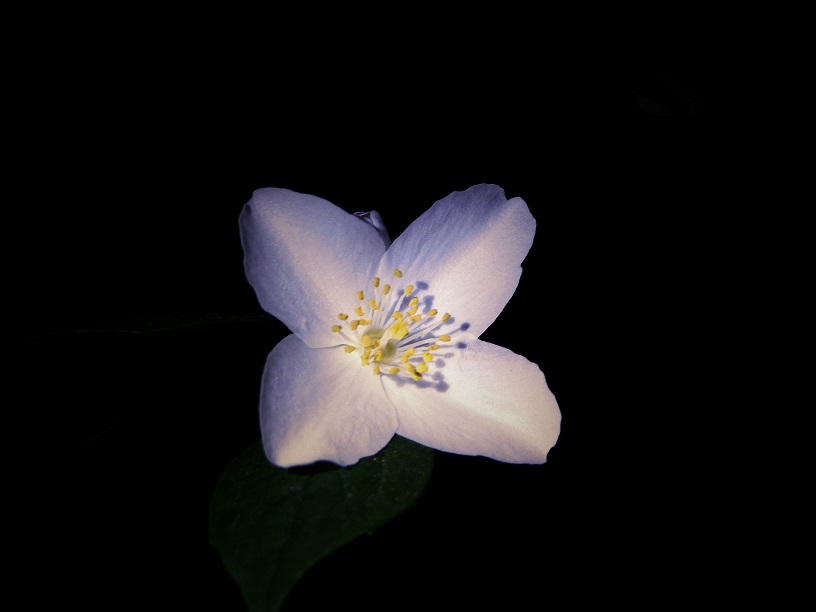 L1590318.JPG