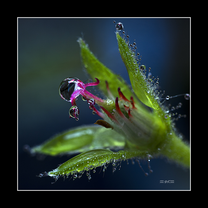 DSC_6321C.jpg