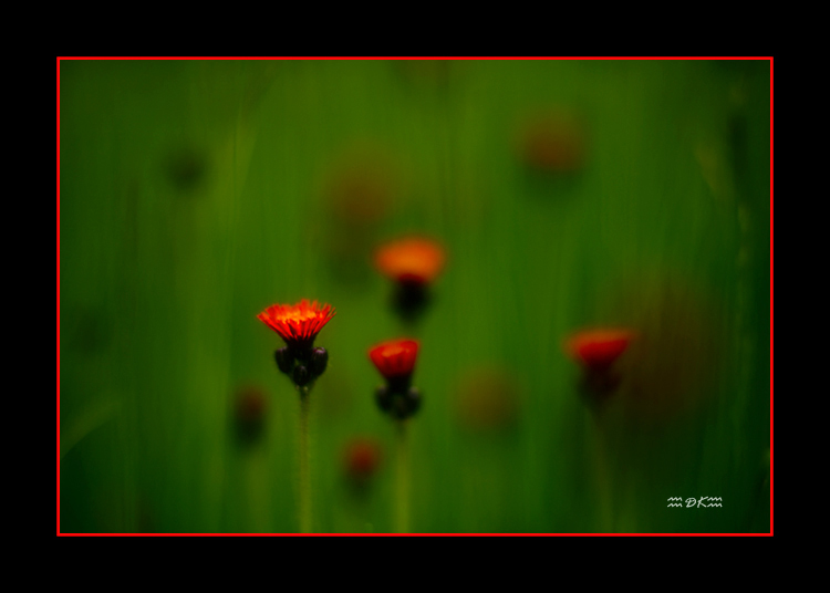DSC_6746C.jpg