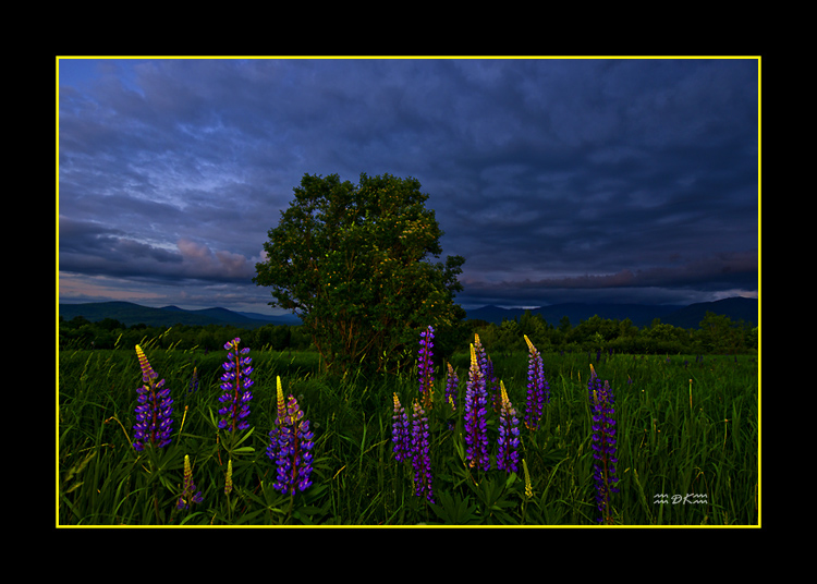 DSC_6626C.jpg