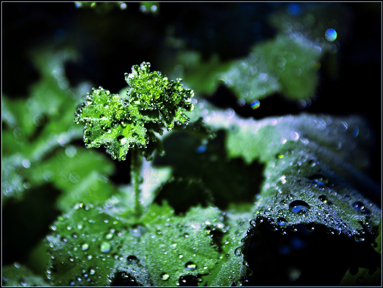 _DSC8620a_����.jpg