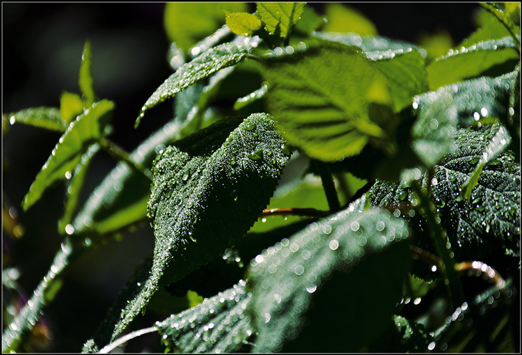 _DSC8572.jpg