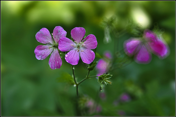 _DSC8537_����.jpg