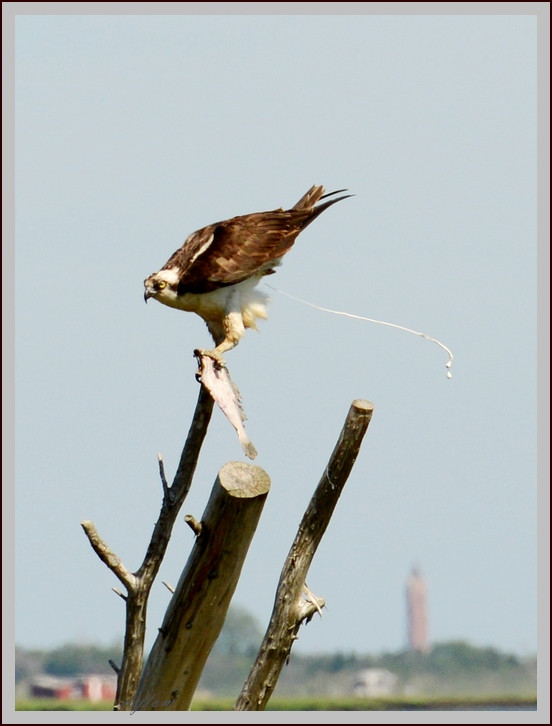 DSC_2365tom.jpg
