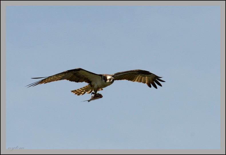 DSC_1500tom.jpg