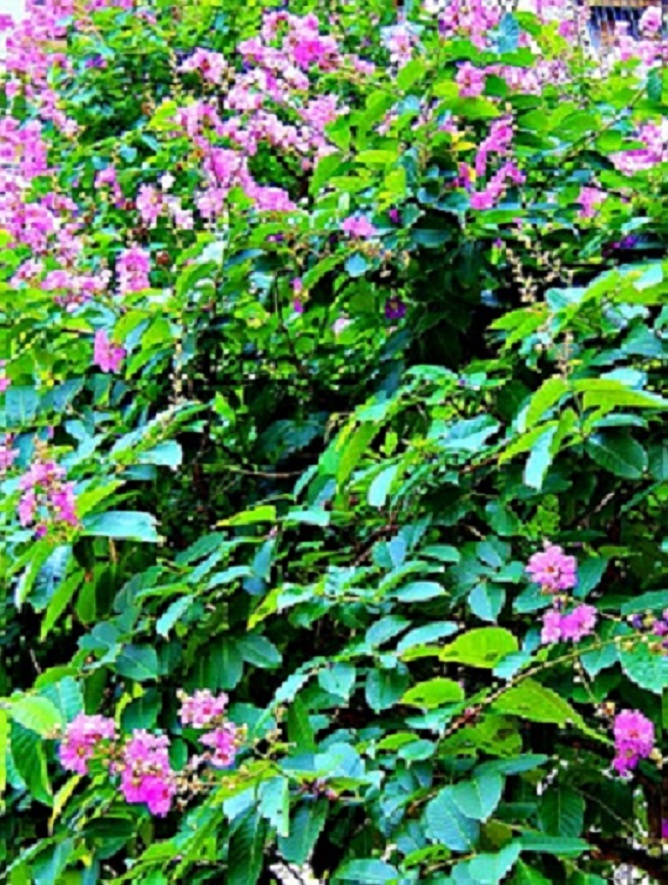 IMG_7512.JPG